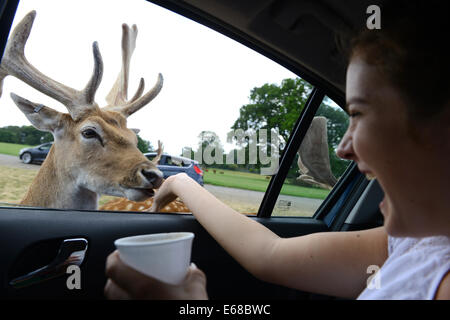 Longleat Safari Park, nourrir le daim, Wiltshire, Angleterre Banque D'Images
