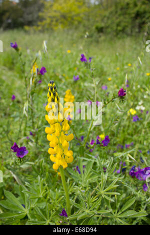 Une prairie de fleurs sauvages photographiés dans la région Sobreda du Portugal, au sud de Lisbonne, avril 2013 Banque D'Images