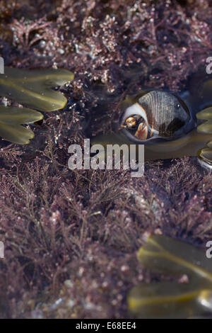 L'ermite Pagurus bernhardus, caché dans sa coquille entre coralline Corallina officinalis, trouvés dans un rocher sur la plage, piscine Banque D'Images