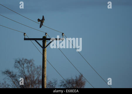 Kestrel Falco tinnunculus, en vol depuis son perchoir sur un fil téléphonique. Pooley Country Park, Décembre. Banque D'Images