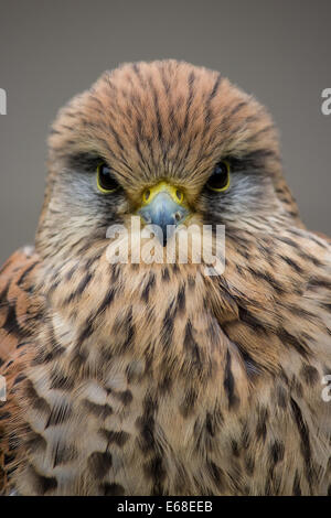 Un portrait photographique du faucon crécerelle (Falco tinnunculus). UK. Marshall Ed Banque D'Images