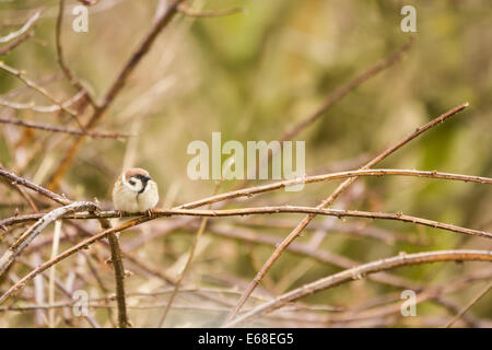 Moineau friquet Passer montanus, un individu se trouve au sommet d'un enchevêtrement de bramble, falaises de bempton rspb réserve, avril. Banque D'Images