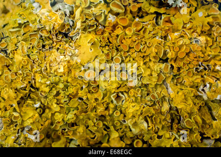 Common Orange Lichen Xanthoria parietina, une image composite empilée pleine image de mise au point d'une feuille de lichen couvrant une branche. Banque D'Images