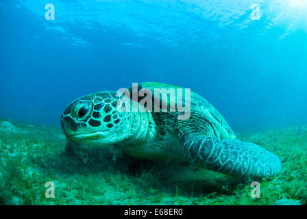 Tortue de mer verte pâturage sur l'herbe de la mer dans la mer Rouge, en Egypte. Banque D'Images