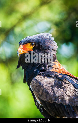 Un aigle bateleur, Terathopius ecaudatus. Banque D'Images