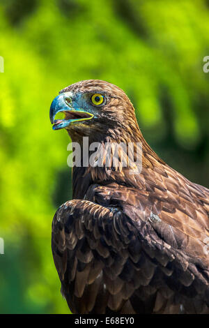 Un aigle royal, Aquila chrysaetos. Banque D'Images