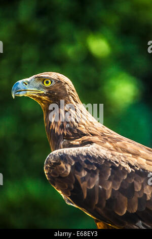 Un aigle royal, Aquila chrysaetos. Banque D'Images