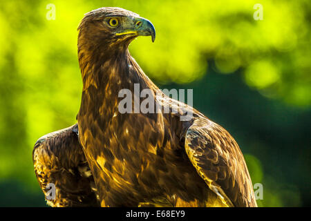 Un aigle royal, Aquila chrysaetos. Banque D'Images