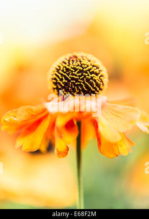 Sneezeweed Helenium Waltraut comme flower daisy orange Bronze avec centre noir sur fond jaune vert tendre Banque D'Images
