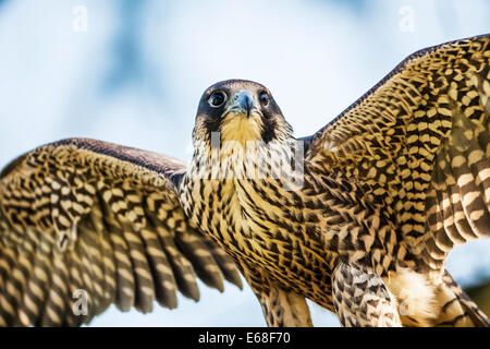 Un faucon pèlerin (Falco peregrinus) Banque D'Images