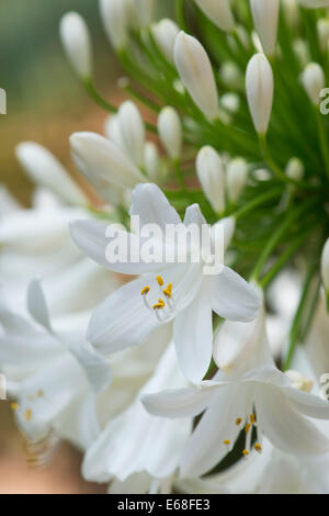 Agapanthus 'Peter Franklin'. Lily d'Afrique. Fleur blanche Agapanthus Banque D'Images