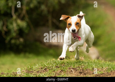 Un petit Jack Russell Terrier blanc et bronzé est capturé à mi-parcours sur un terrain herbeux, avec ses pattes avant soulevées du sol et la langue dehors. Le chien semble énergique et joyeux, se déplaçant directement Banque D'Images