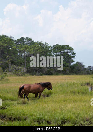 Les chevaux sauvages, Assateague Island National Seashore Banque D'Images