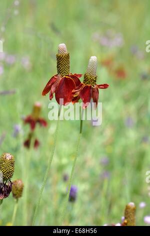 Mexican Hat fleurs dans le pré Banque D'Images