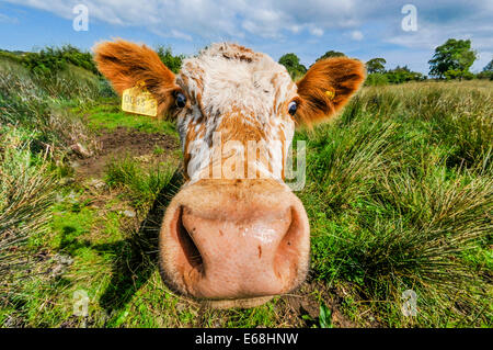 Gros plan du visage d'une vache (voir aussi E68HNY version modifiée pour retirer les étiquettes d'oreille et les champs boueux) Banque D'Images