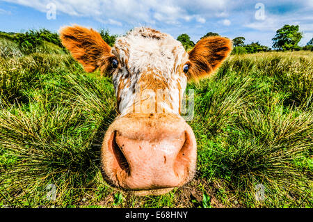Gros plan du visage d'une vache (voir aussi E68HNW pour l'original) Banque D'Images