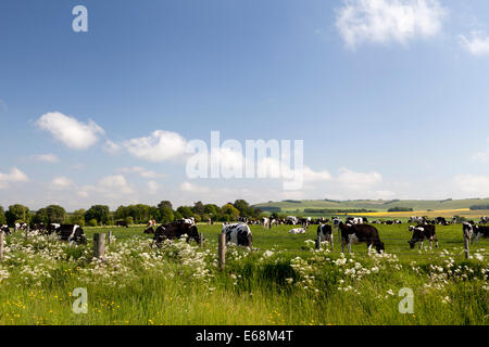 Le pâturage des vaches laitières près de Avebury dans le Wiltshire, Angleterre. Banque D'Images