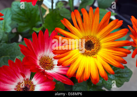 Les gerberas aux couleurs vives. Banque D'Images