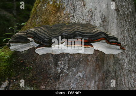 Bandes rouge champignon poussant sur un arbre Banque D'Images