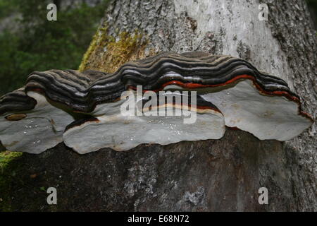 Bandes rouge champignon poussant sur un arbre Banque D'Images