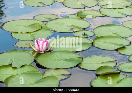 Water Lilly dans l'étang entre les feuilles Banque D'Images