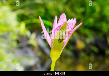 Nymphe de libellule shell sur une fleur de lotus dans la nature Banque D'Images