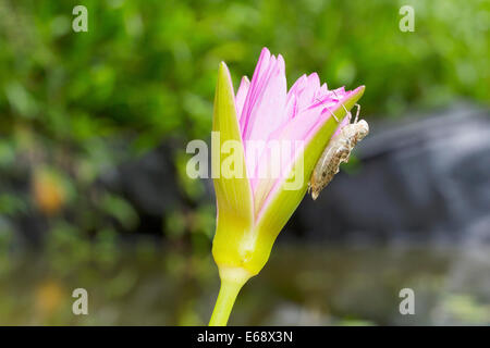 Nymphe de libellule shell sur une fleur de lotus dans la nature Banque D'Images