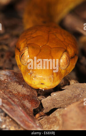 Aux yeux de chat malgache Madagascarophis colubrinus (serpent) la nuit, la réserve spéciale d'Ankarana, Madagascar Banque D'Images