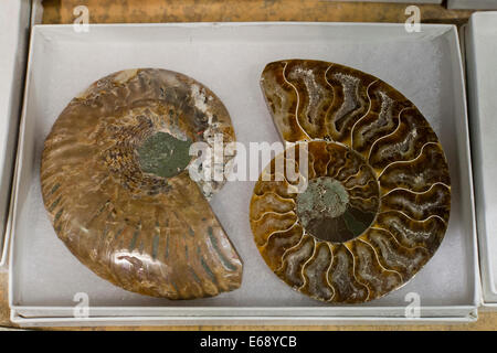 Par tranche de fossiles d'Ammonites Banque D'Images