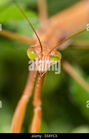 Mantis chinois (Tenodera sinesis) close up - Virginia USA Banque D'Images