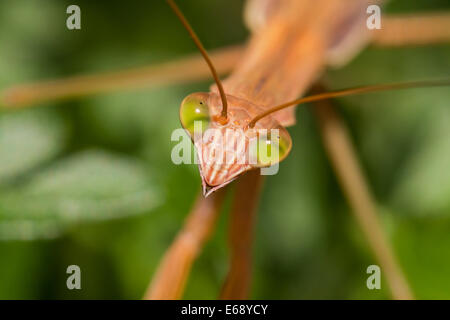 Mantis chinois (Tenodera sinesis) close up - Virginia USA Banque D'Images