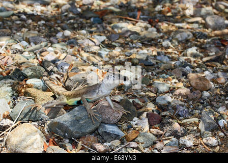 Lézard brun avec un ventre de couleur sur les roches du désert camouflés dans l'Arizona. Banque D'Images