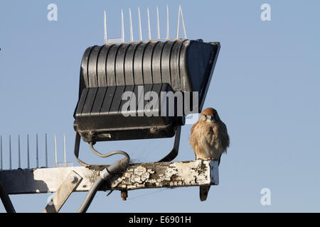 Nankeen kestrel australienne ou perché sur un projecteur poster à côté de pics anti-oiseaux Banque D'Images