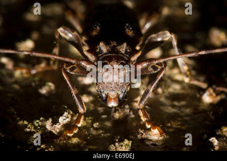 Une redoutable des espèces de bois longicorne (coléoptère) Cerambicidae de famille. Photographié au Costa Rica. Banque D'Images