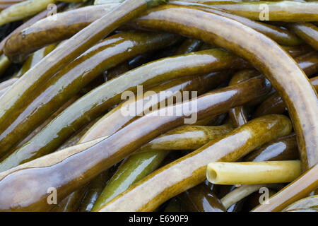 Enchevêtrement de bull kelp (Nereocystis luetkeana) rejetés par la mer après une tempête sur la côte de l'Oregon (USA). Banque D'Images