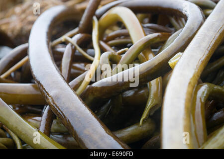 Enchevêtrement de bull kelp (Nereocystis luetkeana) rejetés par la mer après une tempête sur la côte de l'Oregon (USA). Banque D'Images