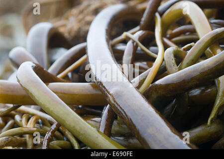 Enchevêtrement de bull kelp (Nereocystis luetkeana) rejetés par la mer après une tempête sur la côte de l'Oregon (USA). Banque D'Images