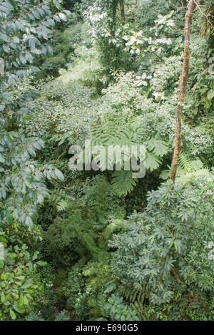 Une vue de dessus dans une forêt tropicale de montagne à Monteverde, Costa Rica. Banque D'Images