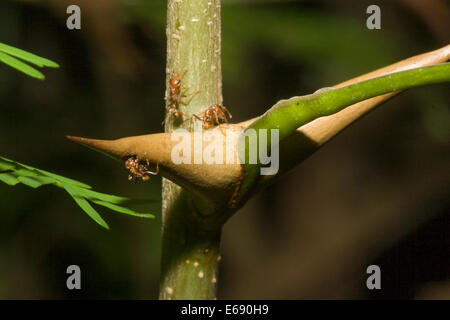 Colonie de fourmis Pseudomyrmex vivant dans un mégaphone acacia. Les fourmis défendent l'arbre ; un excellent exemple de mutualisme. Banque D'Images