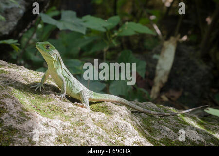 Un mineur l'iguane noir (Ctenosaura similis). Banque D'Images