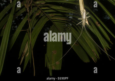 Très longues antennes d'un coléoptère bois cornu (famille Cerambicidae). Banque D'Images