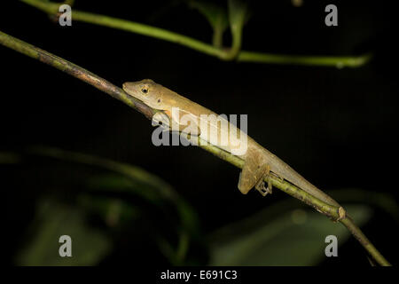 Golfo-Dulce Anole (Anolis polylepis). Banque D'Images