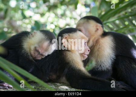 Groupe des singes Capucins (Cebus capucinus) dans les plaines tropicales humides du Costa Rica. Banque D'Images