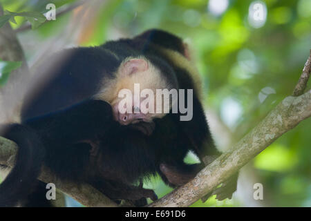 Singe capucin (Cebus capucinus) Mère avec enfant dans le les basses terres des forêts tropicales du Costa Rica. Banque D'Images