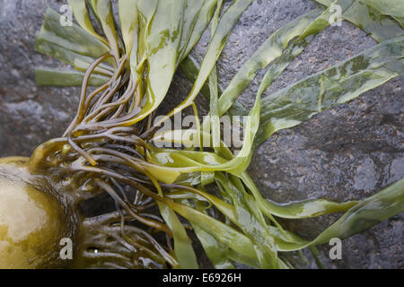 Bull kelp (Nereocystis luetkeana) rejetés par la mer après une tempête sur la côte de l'Oregon (USA). Banque D'Images