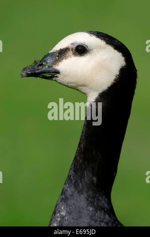 Bernache nonnette (Branta leucopsis), portrait, Pays-Bas Banque D'Images