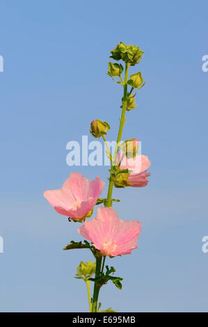 Plus de musc-mallow, Cut-leaved Mallow ou mauve la mauve (Malva alcea), fleurs, Rhénanie du Nord-Westphalie, Allemagne Banque D'Images