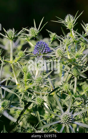 La mer d'Améthyste Holly (Eryngium amethystinum) Banque D'Images