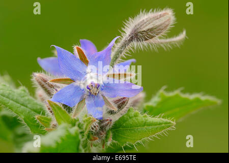 La trientale boréale ou bourrache (Borago officinalis), fleur, Rhénanie du Nord-Westphalie, Allemagne Banque D'Images