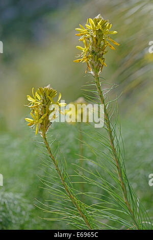 Lance du roi ou jaune Asphodèle (Asphodeline lutea), province de Messine, Sicile, Italie Banque D'Images